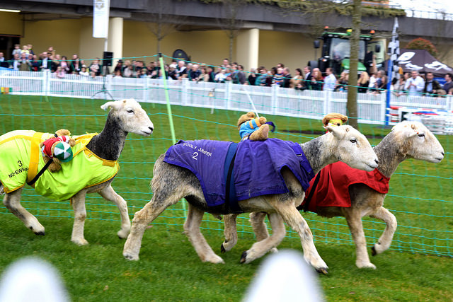 Lamb National at Princes' Trust Countryside Fund Race Day, Ascot | www.rachelphipps.com @rachelphipps