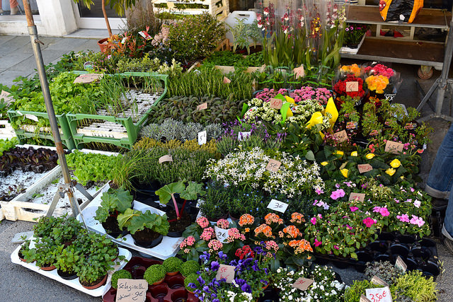 Plants & Flowers at Combourg Market, Brittany | www.rachelphipps.com @rachelphipps