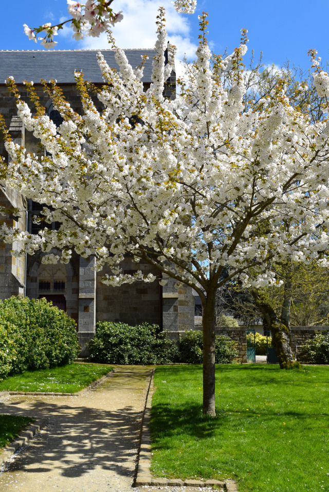 Cherry Blossoms in Combourg Churchyard | www.rachelphipps.com @rachelphipps
