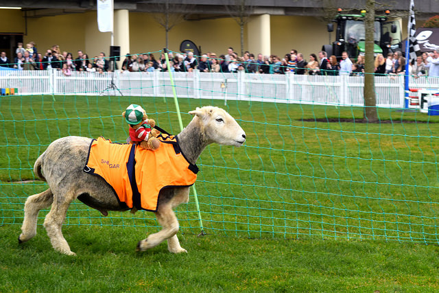 Racing Lambs in the Lamb National | www.rachelphipps.com @rachelphipps