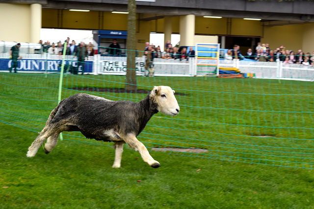 Racing Lambs in the Lamb National, Ascot | www.rachelphipps.com @rachelphipps