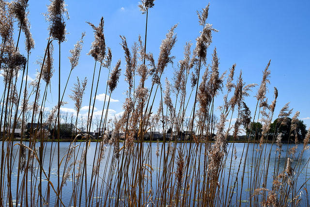 Reeds by the lake in Combourg, Brittany | www.rachelphipps.com @rachelphipps