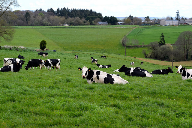 Local Cows in Brittany, France | www.rachelphipps.com @rachelphipps