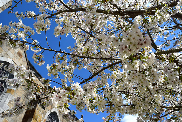 Cherry Blossoms in Combourg, Brittany | www.rachelphipps.com @rachelphipps