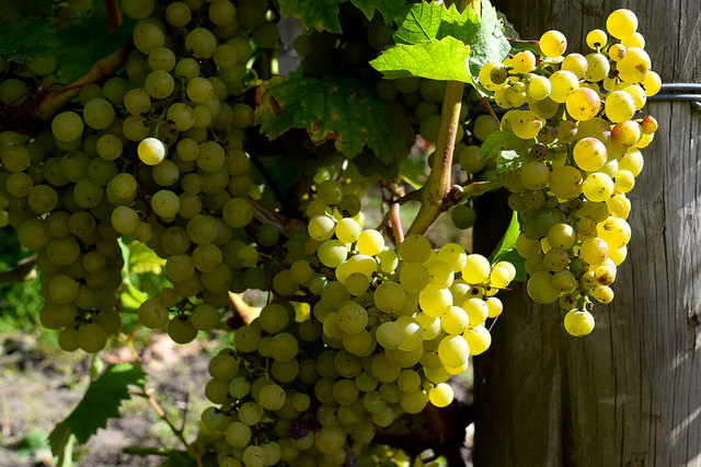 Grapes at Barnsole Vineyard | www.rachelphipps.com @rachelphipps