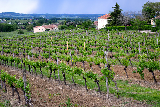 Vineyards in Bergerac | www.rachelphipps.com @rachelphipps
