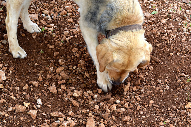 Truffle dogs digging up truffles in the Dordogne Valley | www.rachelphipps.com @rachelphipps