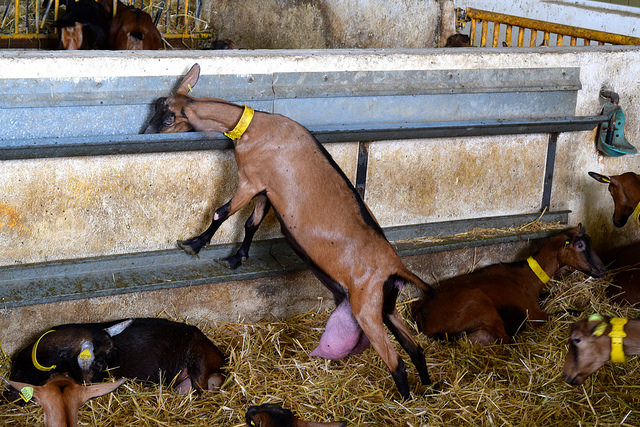 Feeding Goats on a Rocomadour Cheese Farm | www.rachelphipps.com @rachelphipps