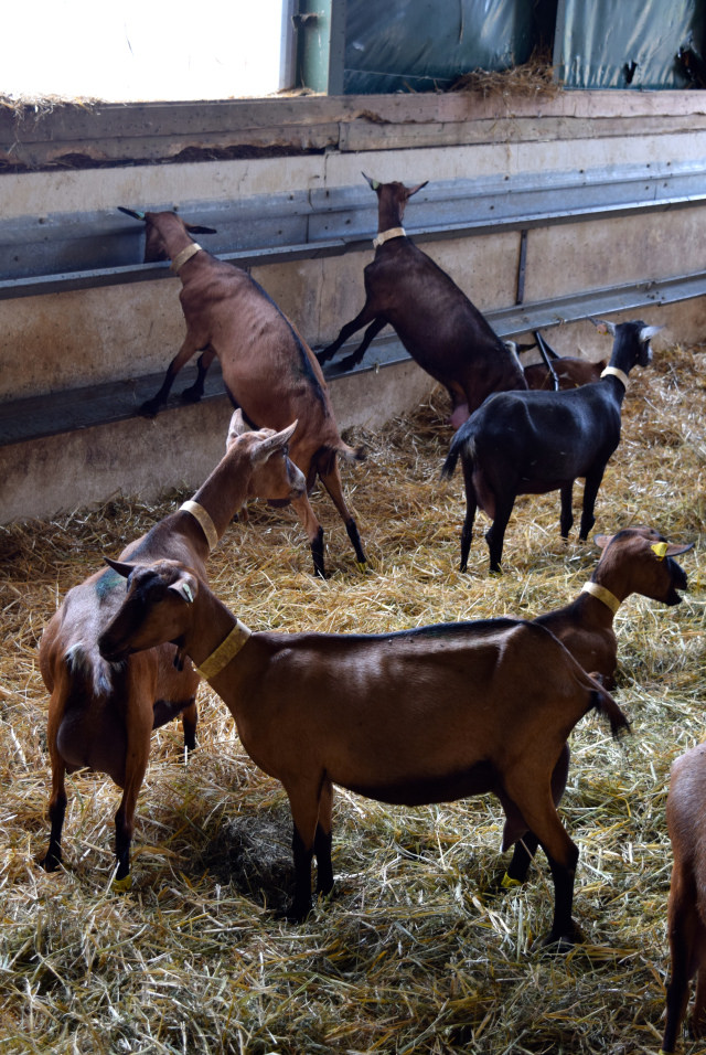 Goats on a Rocomadour Cheese Farm | www.rachelphipps.com @rachelphipps