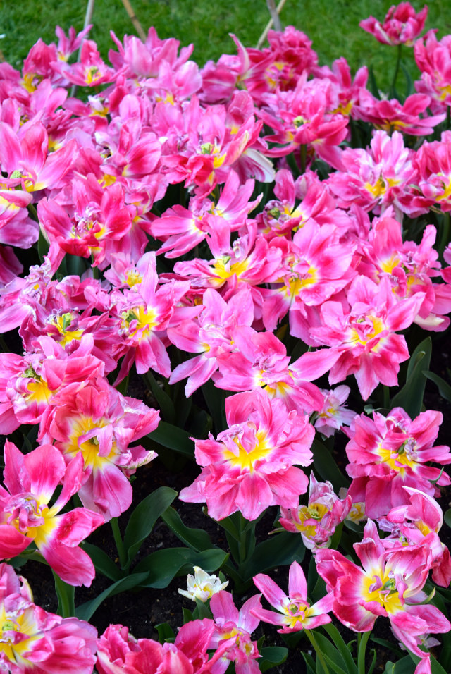 Pink Tulips at The Geffrye Museum of the Home | www.rachelphipps.com @rachelphipps