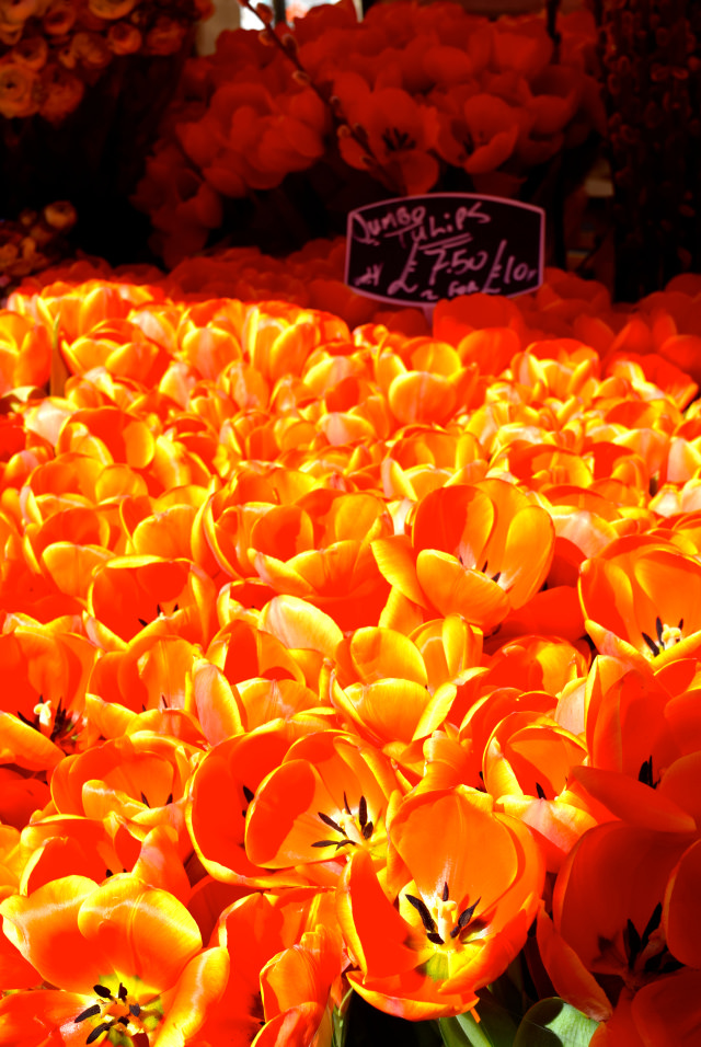 Sun Lit Tulips at Columbia Road Flower Market | www.rachelphipps.com @rachelphipps