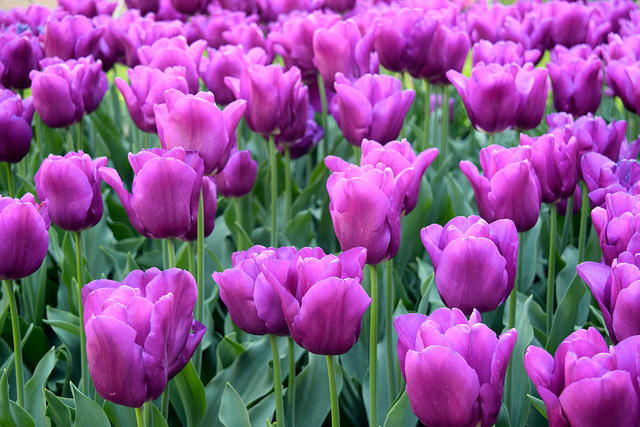 Purple Tulips at The Geffrye Museum of the Home | www.rachelphipps.com @rachelphipps