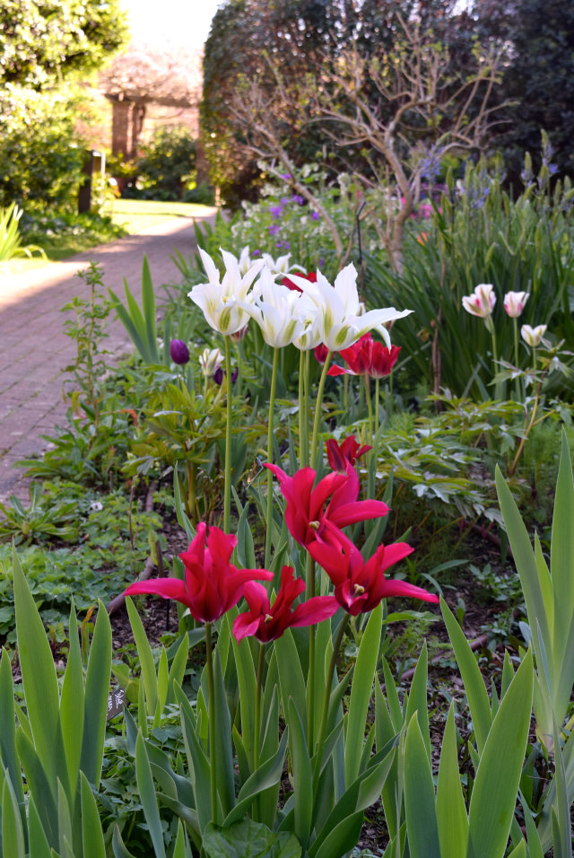 Tulips at The Geffrye Museum of the Home | www.rachelphipps.com @rachelphipps
