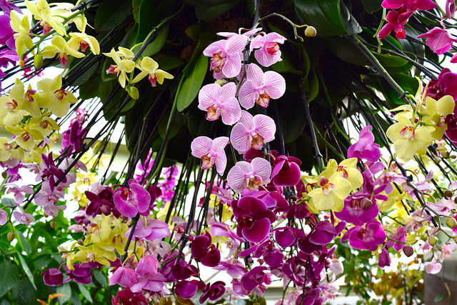 Hanging Orchids at the Kew Gardens Orchid Festival 2018 #orchids #kewgardens #london