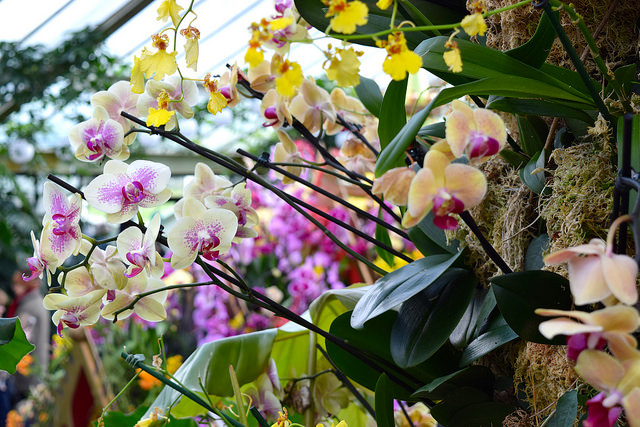 Orchid Displays at the Kew Gardens Orchid Festival 2018 #orchids #kewgardens #london