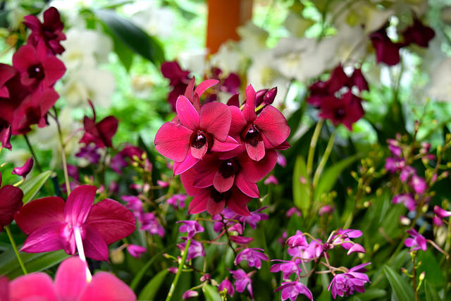 Crimson Pink Orchids at the Kew Gardens Orchid Festival 2018 #orchids #kewgardens #london