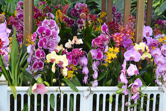 Orchid Display at the Kew Gardens Orchid Festival 2018 #orchids #kewgardens #london
