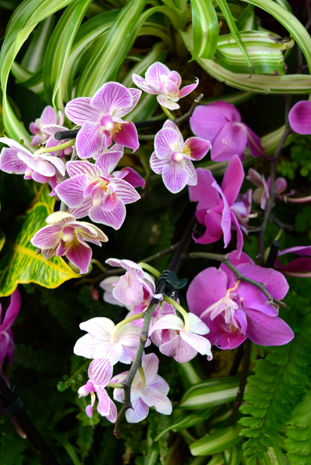 Pink Orchids at the Kew Gardens Orchid Festival 2018 #orchids #kewgardens #london