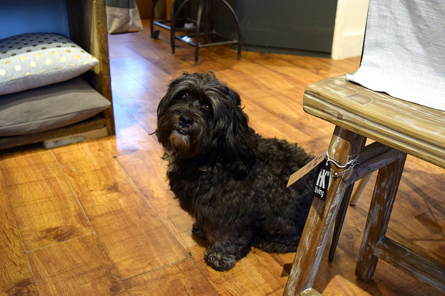 Cute Dog at The Living Lounge, Canterbury