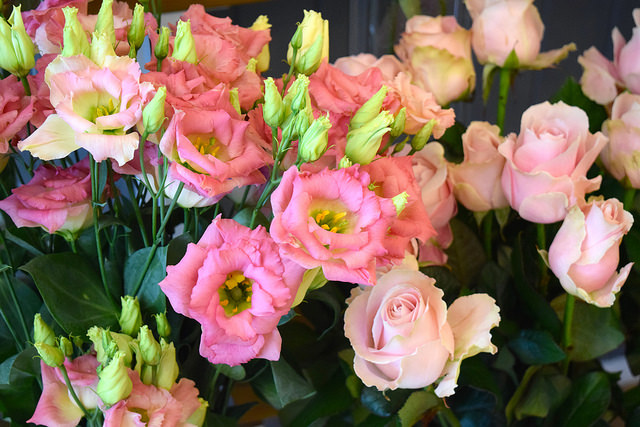 Blooms at Lady Penelope's, Canterbury
