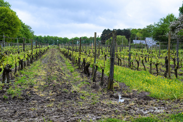 Domaine des Huards, Loire Valley #loire #france #wine #winetasting #travel