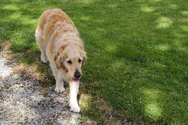 Walks with Gally at Manoir de Malagorse, France #travel #france