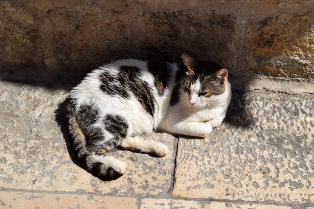 Cat curled up in the sun in Old Town Dubrovnik.