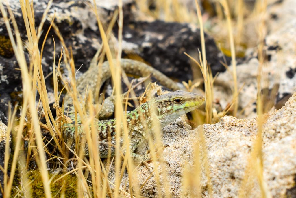 Close up of a lizard on a rock surrounded by yellow grasses.