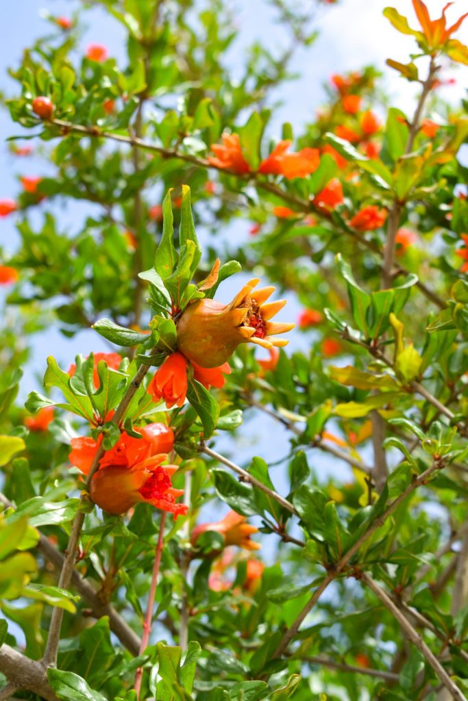 Close up of a growing pomegranate fruit on a tree.