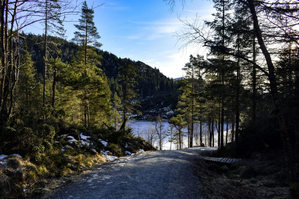 View through trees of a frozen lake