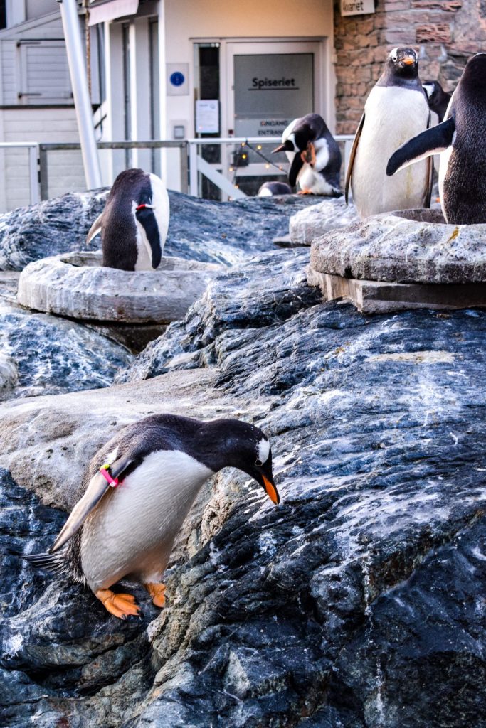 Penguins relaxing in an outdoor rock habitat at Bergen Aquarium