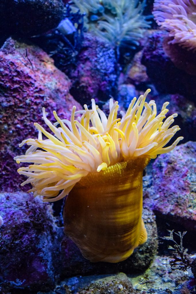 Bright yellow sea anemone at Bergen aquarium